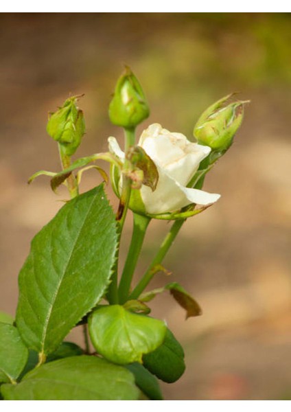 Videolu Yediveren Yoğun Kokulu Krem Beyaz Renkli (50 90 Cm) 1 Adet Tüplü Aşılı Gül White Rose fiyatları