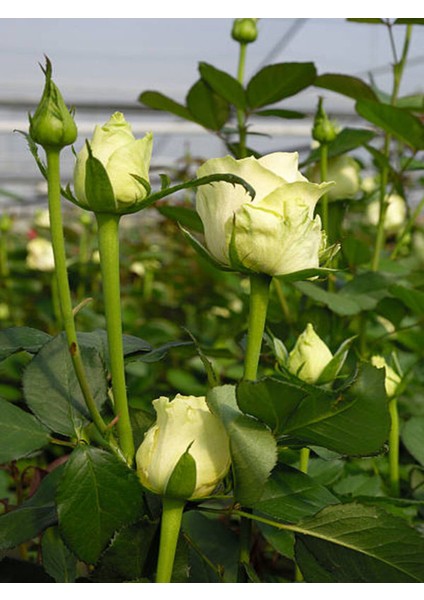 Videolu Yediveren Yoğun Kokulu Krem Beyaz Renkli (50 90 Cm) 1 Adet Tüplü Aşılı Gül White Rose modelleri