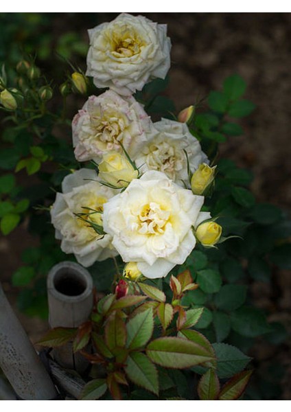 Videolu Yediveren Yoğun Kokulu Krem Beyaz Renkli (50 90 Cm) 1 Adet Tüplü Aşılı Gül White Rose fırsatları