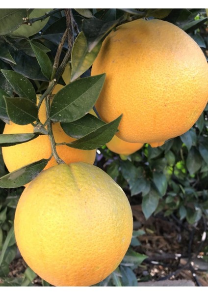 Washington Portakal Fidanı 2 - 3 Yaş Bol Verimli