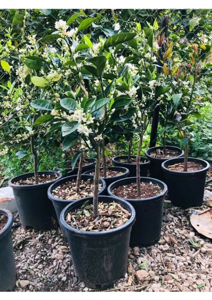 Washington Portakal Fidanı 2 - 3 Yaş Bol Verimli fiyatları