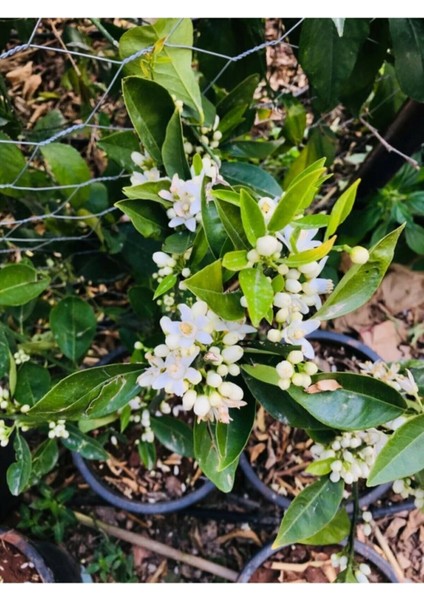 Washington Portakal Fidanı 2 - 3 Yaş Bol Verimli modelleri