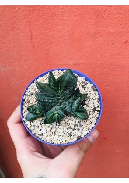 Gasteria Pillansii Sukulent