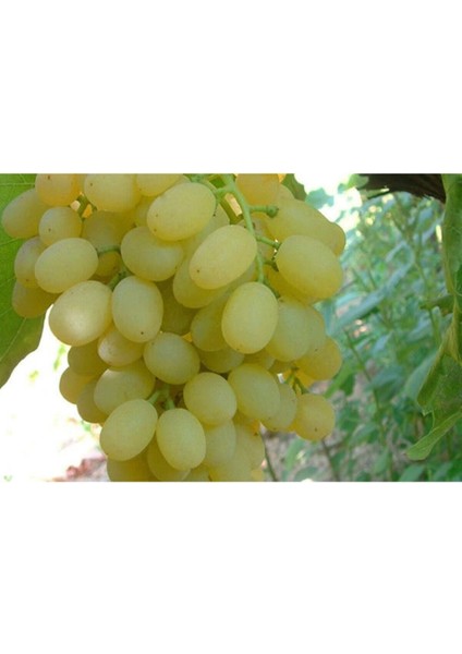 Çok Iri Salkımlı Verimli K-7 Çekirdeksiz Üzüm Fidanı 1 Yaşında Aşılı Bol Verimli modelleri