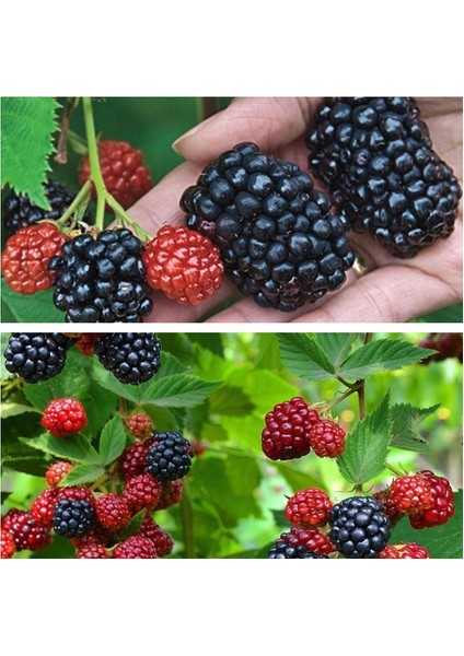 Dikensiz Yediveren Jumbo Böğürtlen Fidanı Saksılı Yüksek Verimli (Soğuğa Dayanıklı) fiyatları