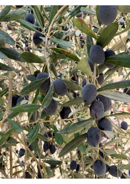 Videolu Trilya Zeytin Fidanı Bol Verimli (30 60 Cm)1 Adet Tüplü Dış Mekan Bitkisi Olive Sapling