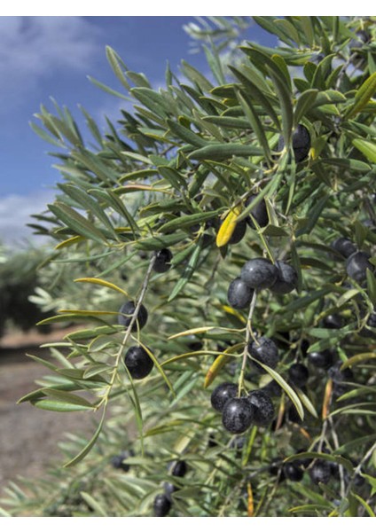 Videolu Trilya Zeytin Fidanı Bol Verimli (30 60 Cm)1 Adet Tüplü Dış Mekan Bitkisi Olive Sapling fiyatları