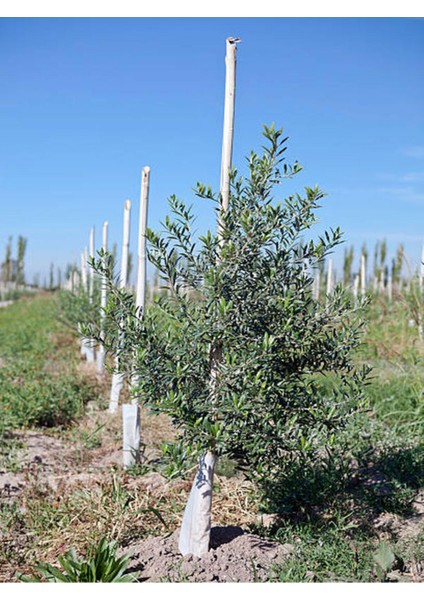 Videolu Trilya Zeytin Fidanı Bol Verimli (30 60 Cm)1 Adet Tüplü Dış Mekan Bitkisi Olive Sapling modelleri