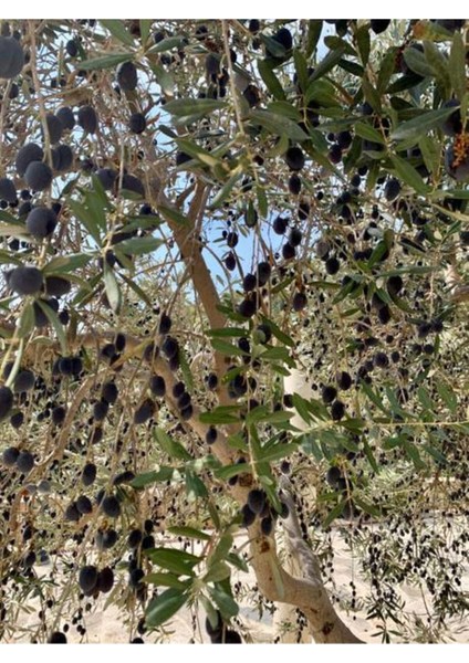 Videolu Trilya Zeytin Fidanı Bol Verimli (30 60 Cm)1 Adet Tüplü Dış Mekan Bitkisi Olive Sapling fırsatları