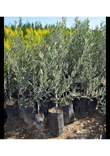 Videolu Trilya Zeytin Fidanı Bol Verimli (30 60 Cm)1 Adet Tüplü Dış Mekan Bitkisi Olive Sapling indirimleri