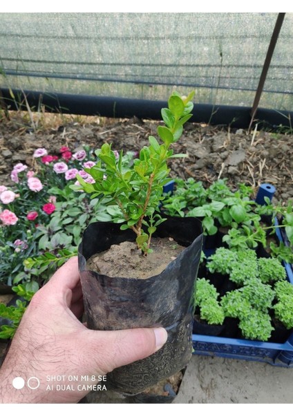 Şimşir Tüplü fiyatları