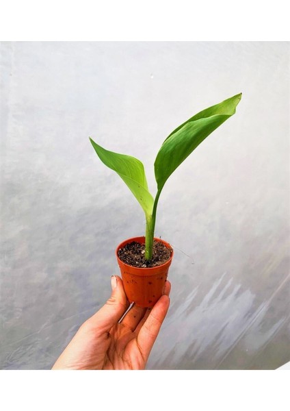 Mini Saksıda Starliçe Cennet Kuşu Çiçeği