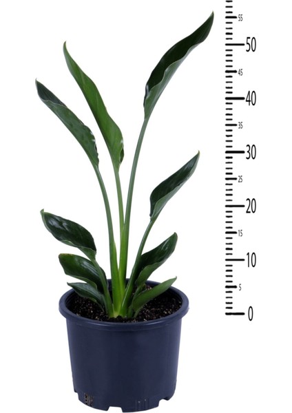 Starliçe - Starliçe Regina - Bitki Boyu 50-60 cm (Saksı Hariç) - Cennet Kuşu - Strelitzia Regina fiyatları