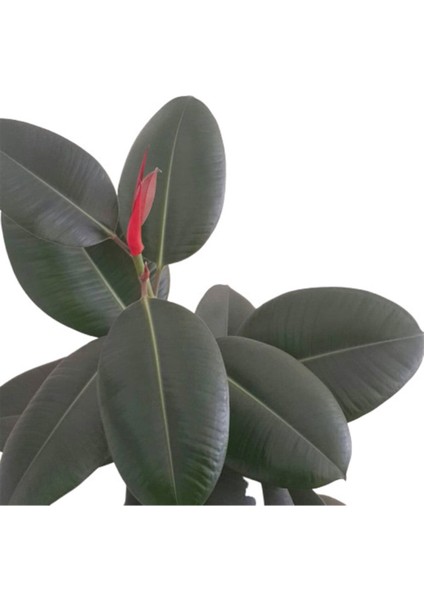 Ficus Elastika - Kauçuk Bitkisi 100 cm Tek Kök fiyatları