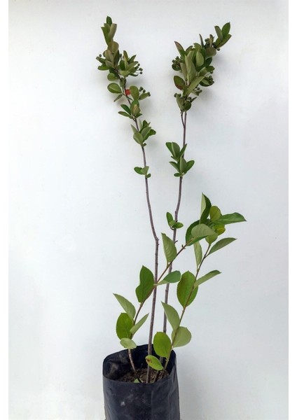 Serada Decor Plant Videolu Mor Leylak Çiçeği Fidanı (50 70CM )1 Adet Tüplü Dış Mekan Bitkisi Syringa Reticulata