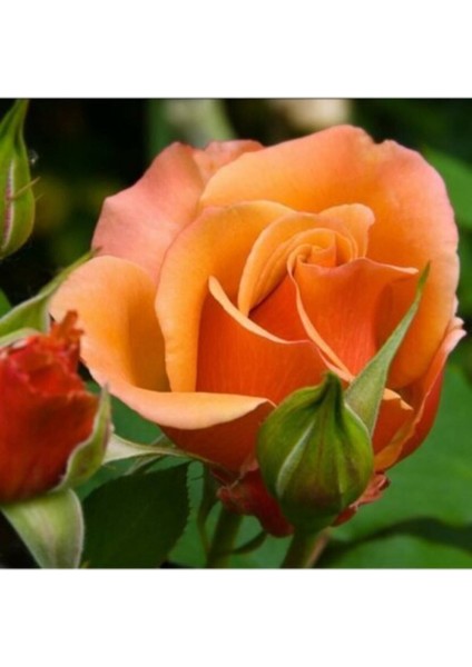 Videolu Yediveren Kokulu Narçiçegi Rengi (40 60 Cm)2 Adet Saksılı Aşılı Gül Peach-Colored Rose