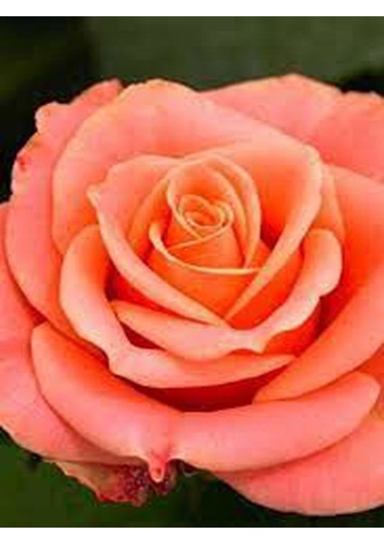 Videolu Yediveren Kokulu Narçiçegi Rengi (40 60 Cm)2 Adet Saksılı Aşılı Gül Peach-Colored Rose fiyatları