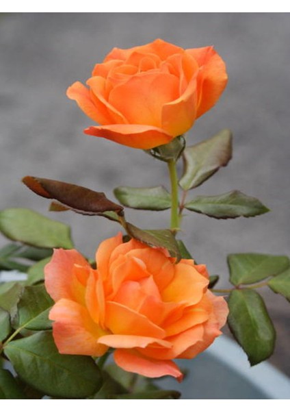 Videolu Yediveren Kokulu Narçiçegi Rengi (40 60 Cm)2 Adet Saksılı Aşılı Gül Peach-Colored Rose indirimleri