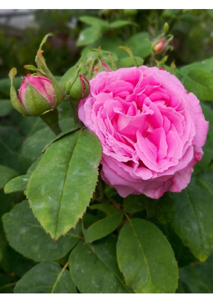 Videolu Isparta Pembe Yediveren Kokulu 30-60 cm 10 Adet Saksılı/tüplü Aşılı Güller Isparta Rose