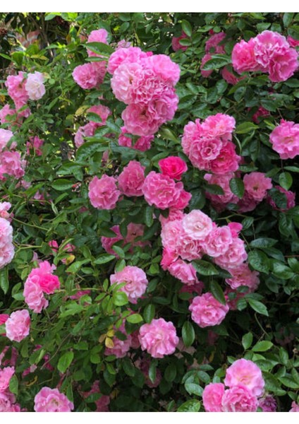 Videolu Isparta Pembe Yediveren Kokulu 30-60 cm 10 Adet Saksılı/tüplü Aşılı Güller Isparta Rose modelleri