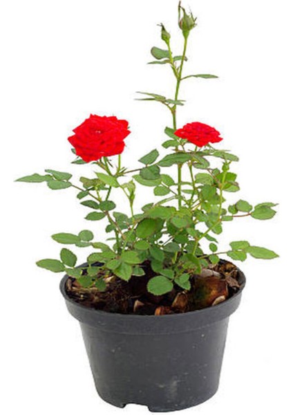 Videolu Yediveren Kırmızı Renk Kokulu ( 40 60 Cm) 3 Adet Saksılı Aşılı Gül Red Rose