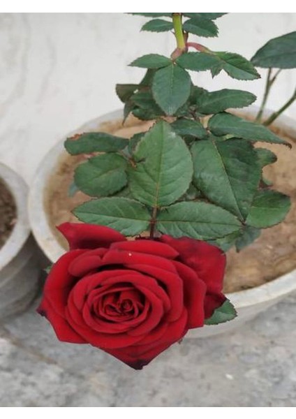 Videolu Yediveren Kırmızı Renk Kokulu ( 40 60 Cm) 3 Adet Saksılı Aşılı Gül Red Rose fırsatları