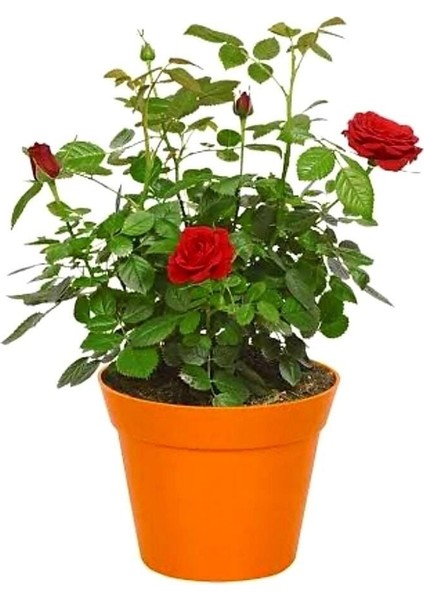 Serada Decor Plant Videolu Gül Fidanı Kokulu Kırmızı Renkli (40 65 Cm) Saksılı Aşılı Gül Red Rose