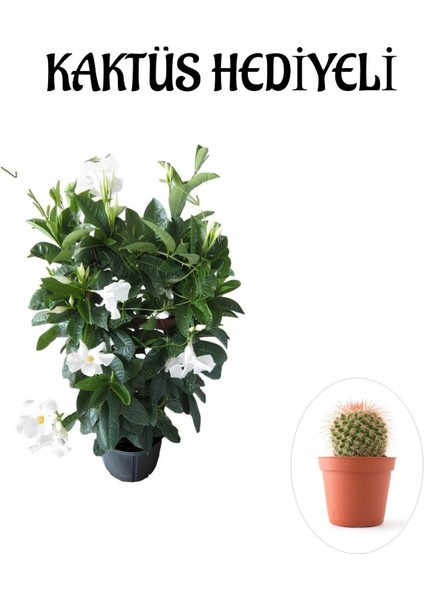 Kokulu Beyaz Mandevilla Sarmaşığı Sevgililer Gününe Özel Kaktüs Hediyeli