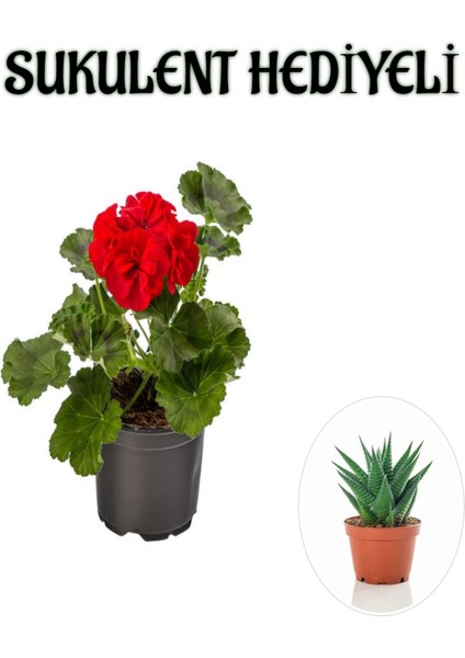 Hediyelik Kırmızı Sardunya Fidanı Sevgililer Gününe Özel Sukulent Hediyeli