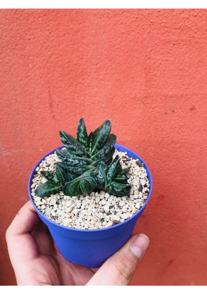Gasteria Pillansii Sukulent fiyatları