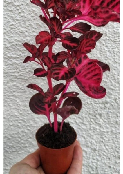 Çingene Çingene Şalvarı Bitkisi Iresine Herbstii 5.5 cm Tüplü