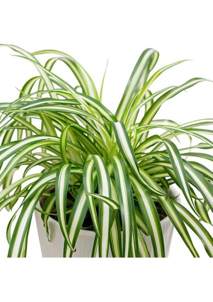 Yeşil Kurdele Çiçeği Chlorophytum Comosum 30 40CM Boyunda 14CM Saksıda Hava Temizleyen Çiçek