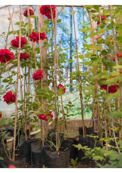 Serada Decor Plant Videolu Kırmızı Sarmaşık Gül Fidanı Kokulu (90 140 Cm)1 Adet Tüplü Aşılı Gül Red Rose