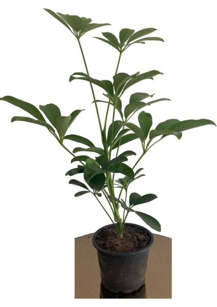 Şeflera 20-30 cm (Schefflera) Bitikisi