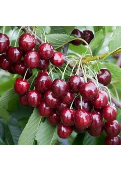 Ziraat 900 Kiraz Fidanı Tüplü