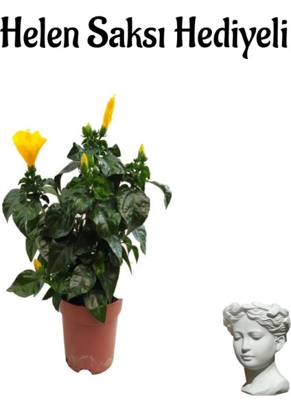 Sevgililer Gününe Özel Sarı Renk Japon Gülü(Hibiscus Rosa) Helen Saksı Hediyeli