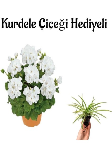 Beyaz Renk Sardunya Çiçeği Sevgililer Gününe Özel Kurdele Çiçeği Hediyeli