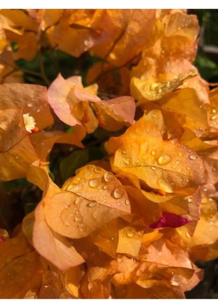 Videolu 1 Adet Sarı Renk Begonvil Çiçeği 30-40 cm Saksılı Çiçekli Bodur Bitkiler "bougainvillea"