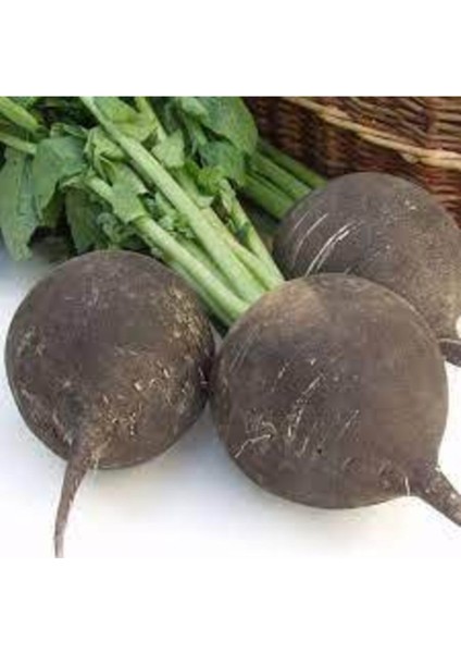 30 Adet Tohum Siyah Turp Tohumu fiyatları