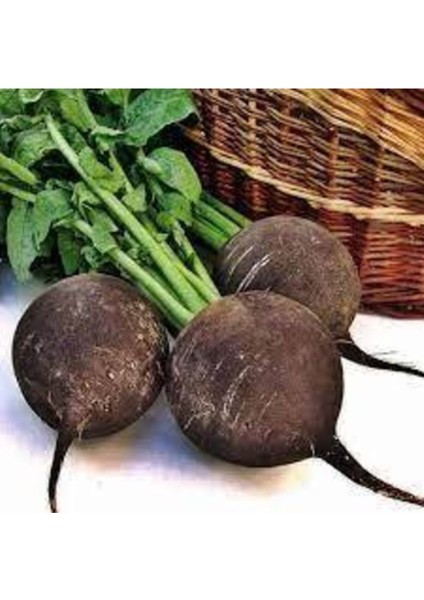 30 Adet Tohum Siyah Turp Tohumu modelleri