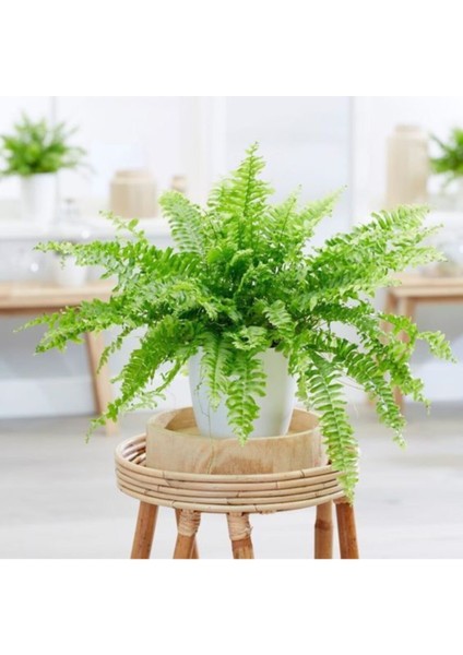 Aşk Merdiveni Fujer Nephrolepis Havayı Temizleyen Bitki