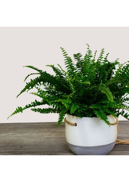 Aşk Merdiveni Fujer Nephrolepis Havayı Temizleyen Bitki modelleri