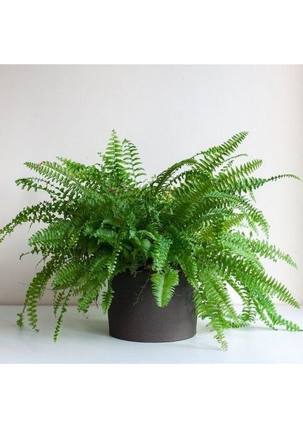 Aşk Merdiveni Fujer Nephrolepis Havayı Temizleyen Bitki fırsatları