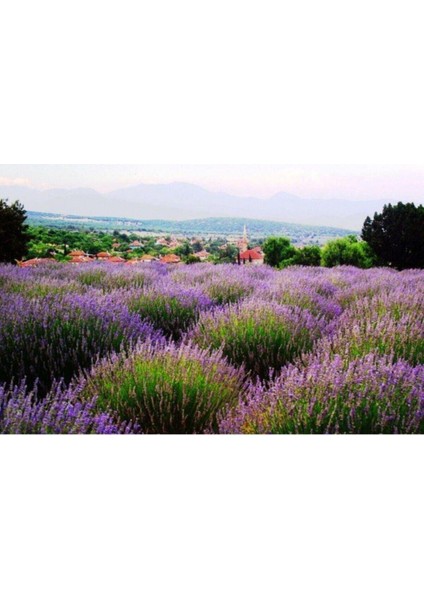 Ekonomik Boy Lavanta Fidanı 4 Adet 15-25 cm Intermedia fiyatları