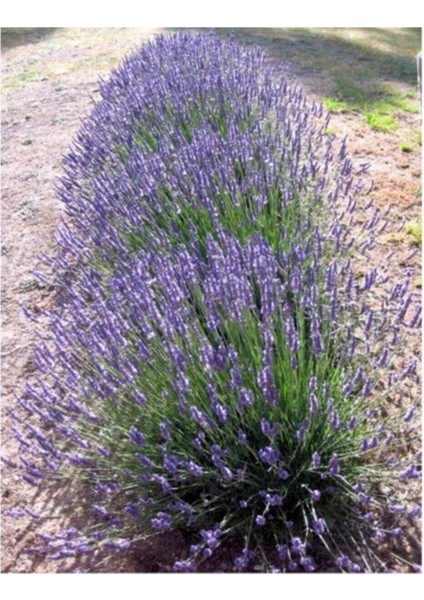 Ekonomik Boy Lavanta Fidanı 4 Adet 15-25 cm Intermedia modelleri