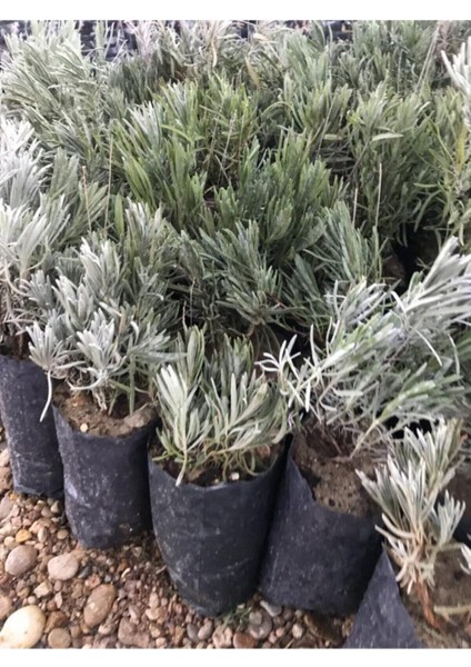 Ekonomik Boy Lavanta Fidanı 4 Adet 15-25 cm Intermedia fırsatları