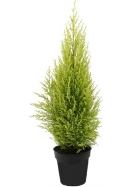 Serada Decor Plant Limon Servi Çamı 35-40 cm Saksılı