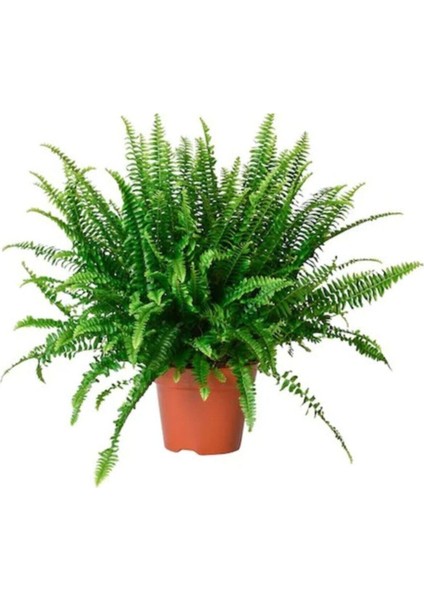 Aşk Merdiveni Fujer Askılı