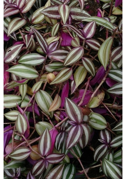 Telgraf Çiçeği (23 cm Saksıda) fiyatları