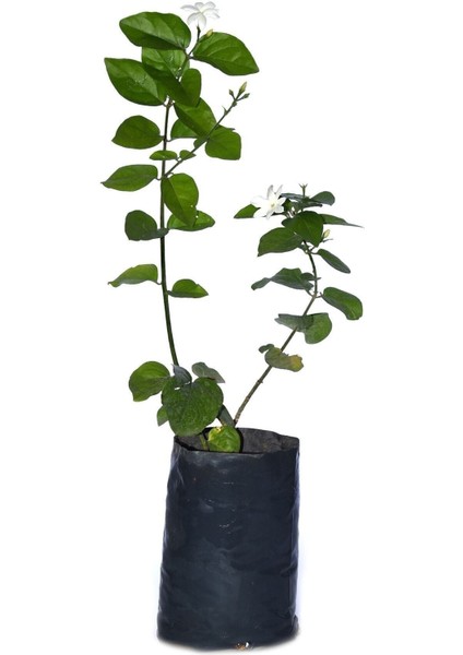 Tüplü, Kokulu Ful Yasemin Fidanı Çiçeği 60-80CM